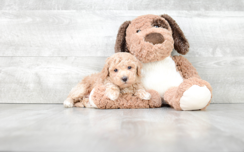 Smart Maltipoo Poodle Mix Pup