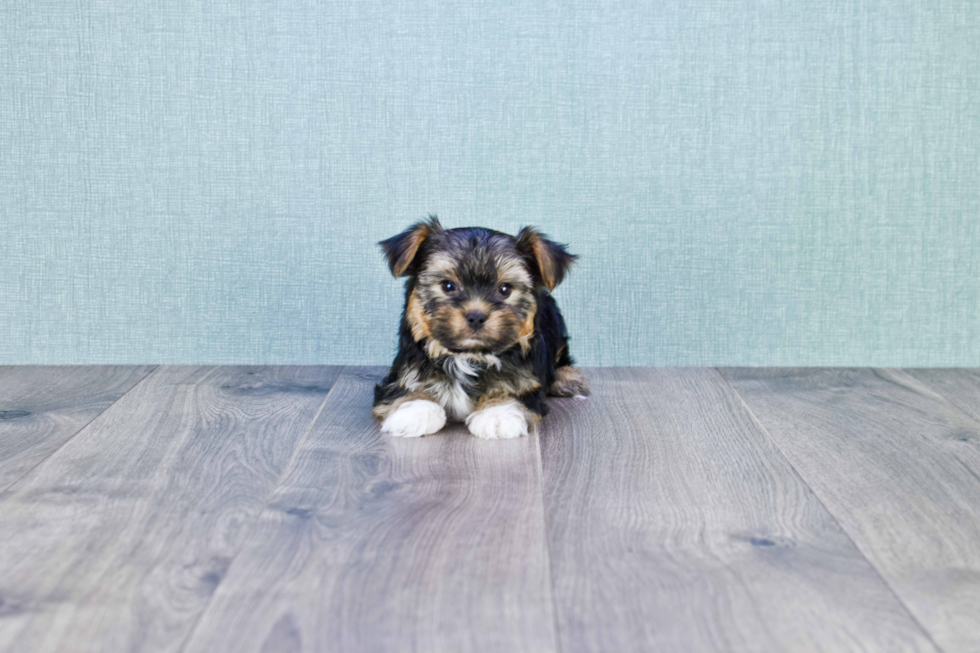 Meet Roscoe - our Yorkshire Terrier Puppy Photo 