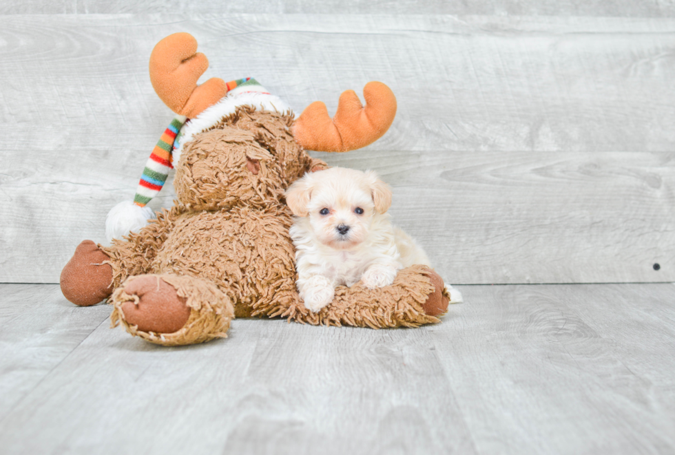 Maltipoo Puppy for Adoption