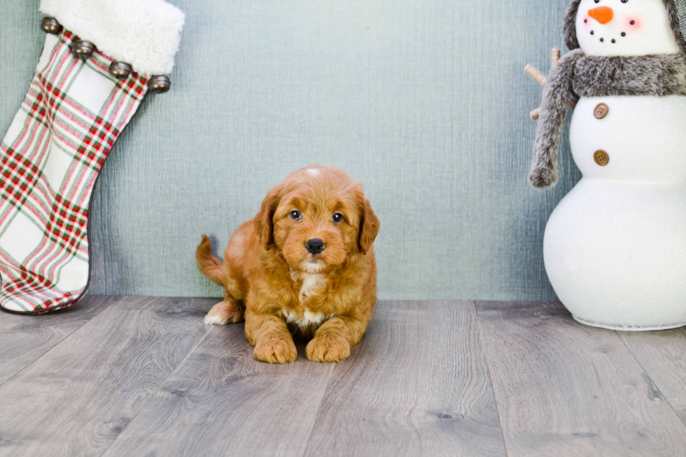 Smart Mini Goldendoodle Poodle Mix Pup