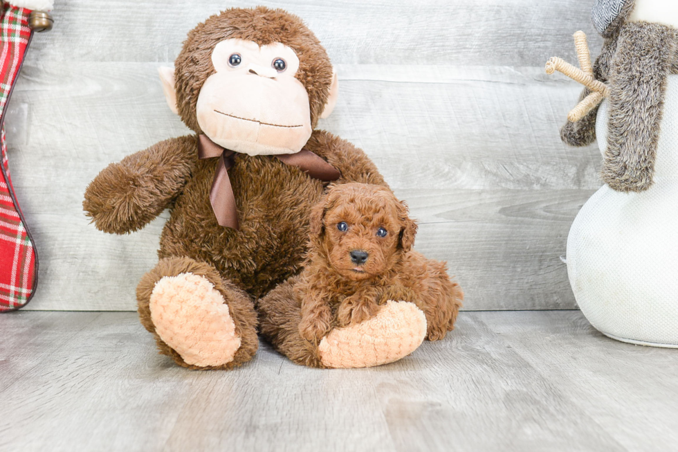 Cavapoo Pup Being Cute