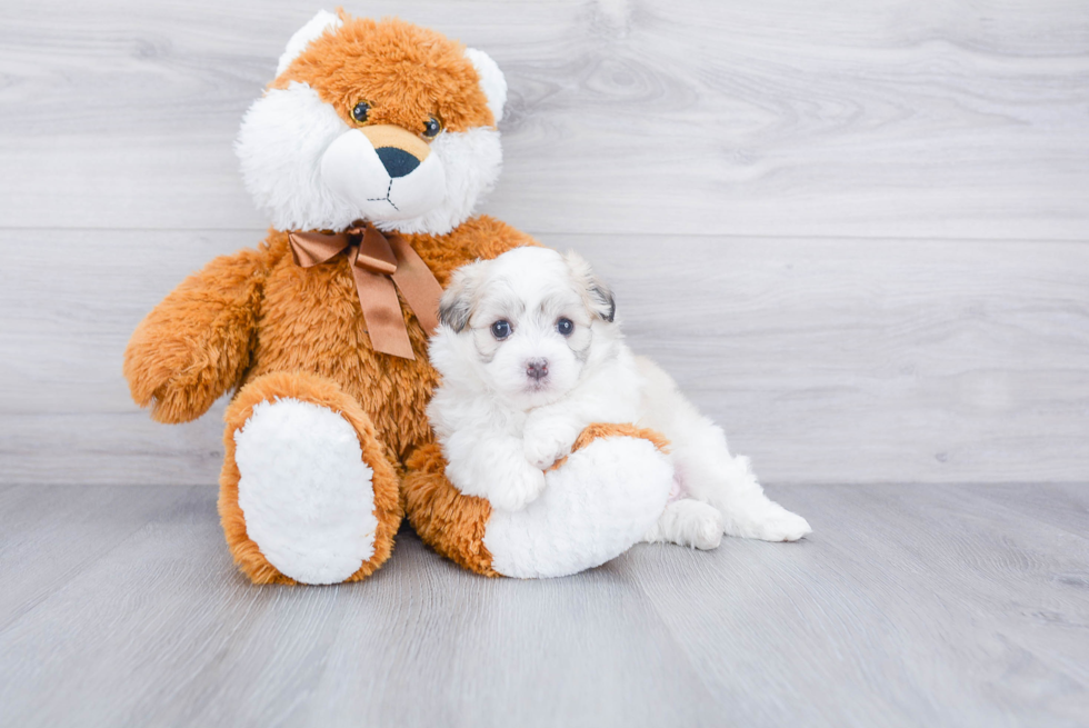 Little Havanese Baby