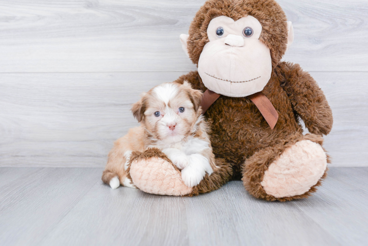 Happy Teddy Bear Baby