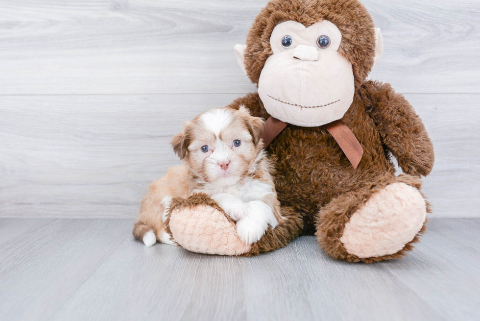 Happy Teddy Bear Baby