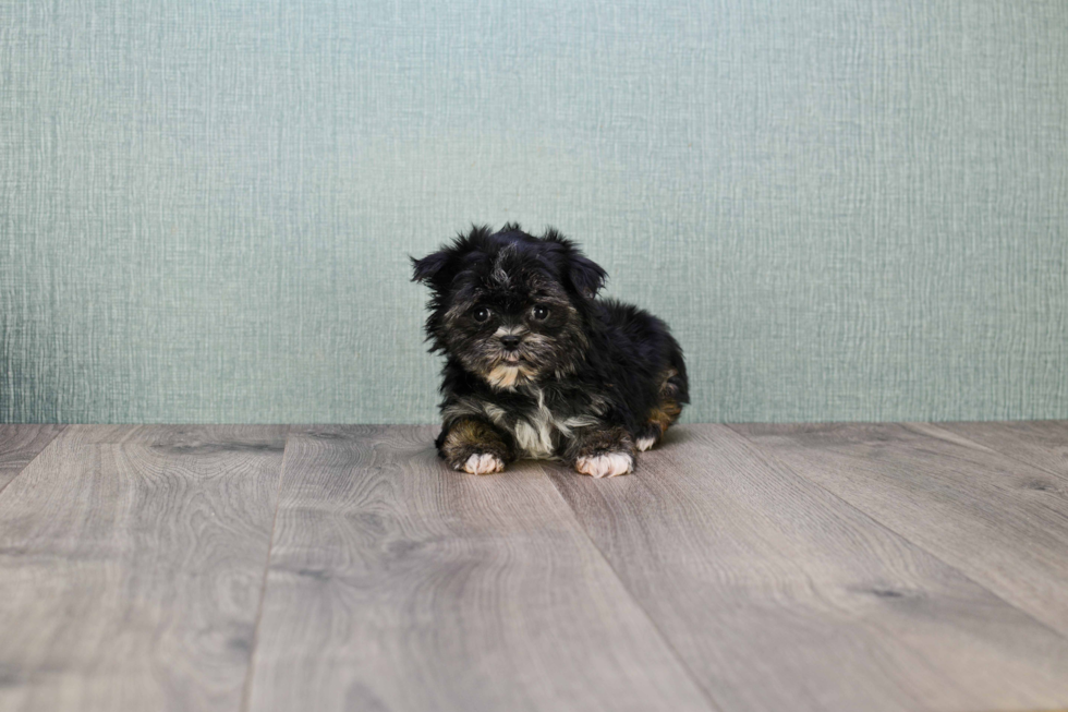 Morkie Puppy for Adoption