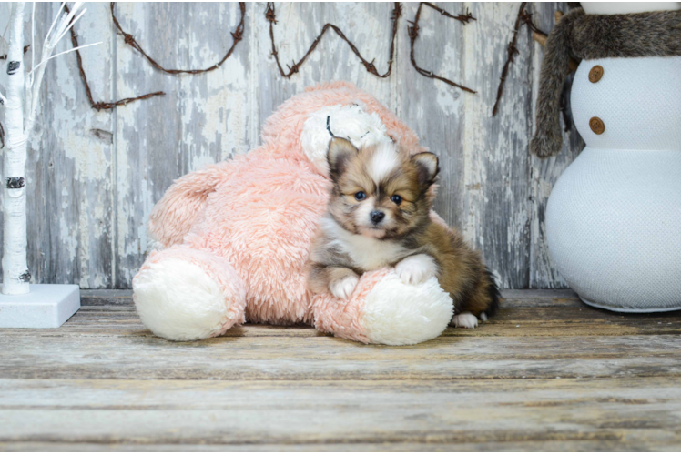 Happy Pomeranian Purebred Puppy