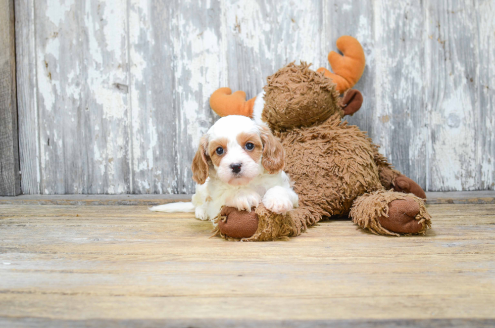 Cavapoo Pup Being Cute