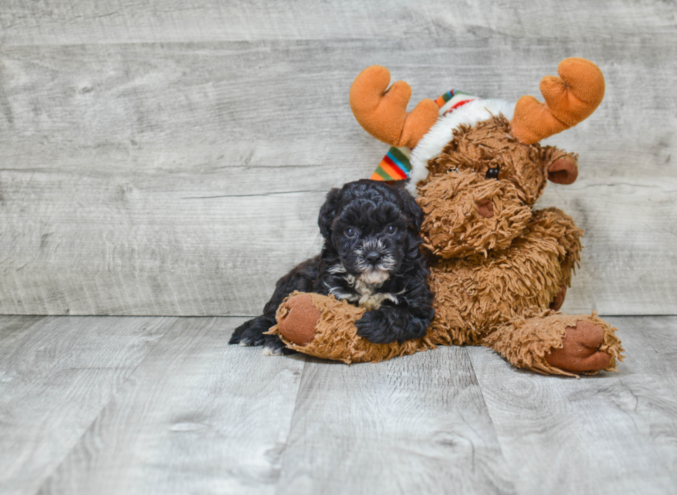 Sweet Maltipoo Baby