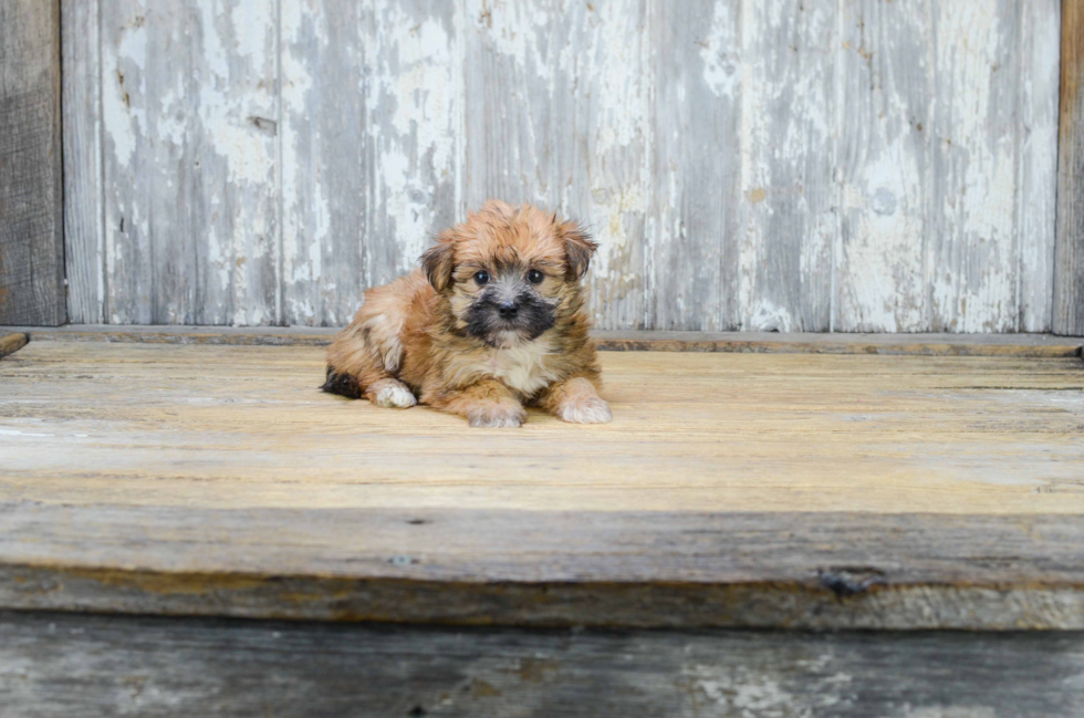 Morkie Pup Being Cute