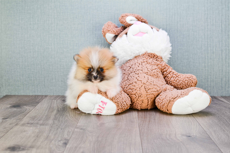 Popular Pomeranian Baby