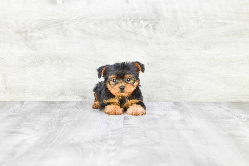 Meet Joey - our Yorkshire Terrier Puppy Photo 