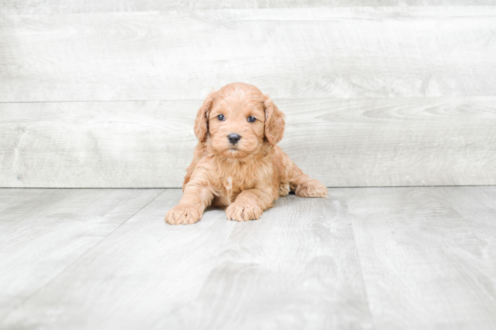 Smart Cockapoo Poodle Mix Pup