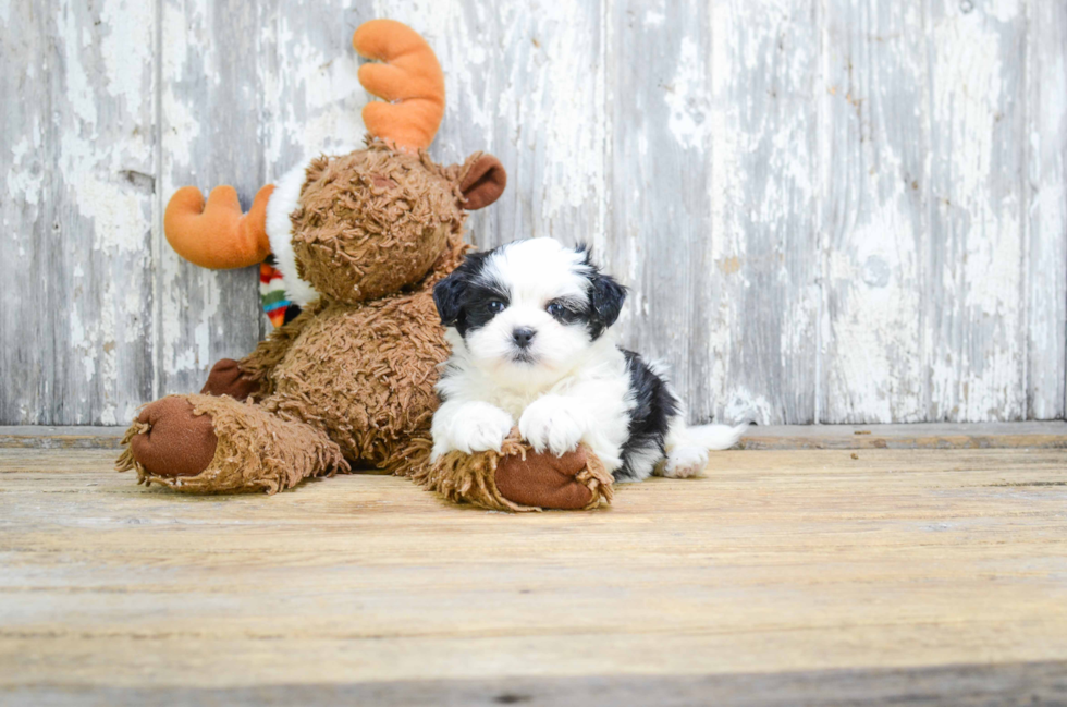 Teddy Bear Puppy for Adoption