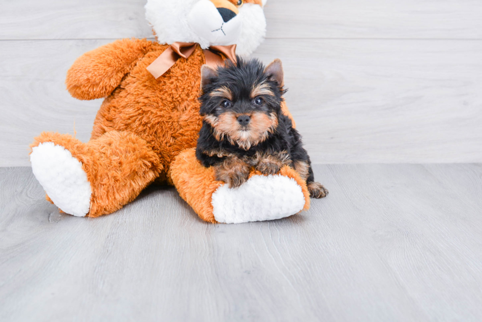 Meet Rascal - our Yorkshire Terrier Puppy Photo 