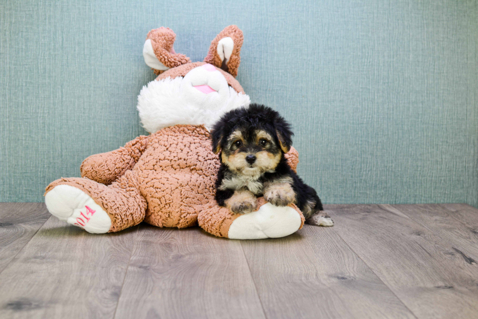 Fluffy Morkie Designer Pup