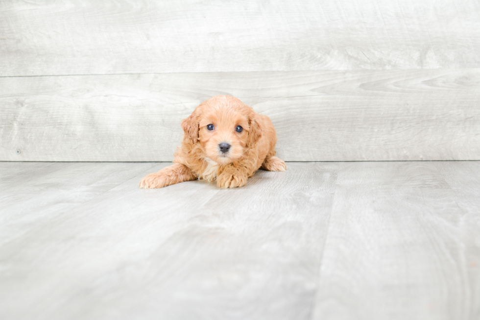 Cute Cavapoo Baby