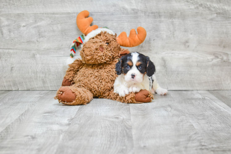 Popular Cavalier King Charles Spaniel Purebred Pup