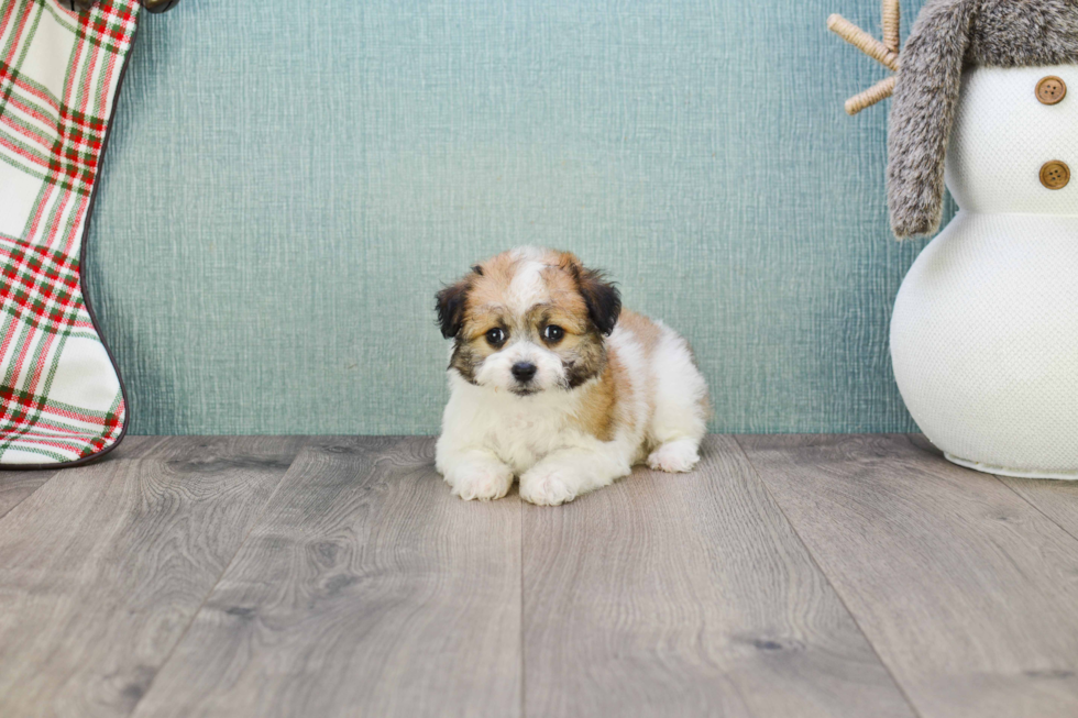 Petite Havanese Purebred Puppy