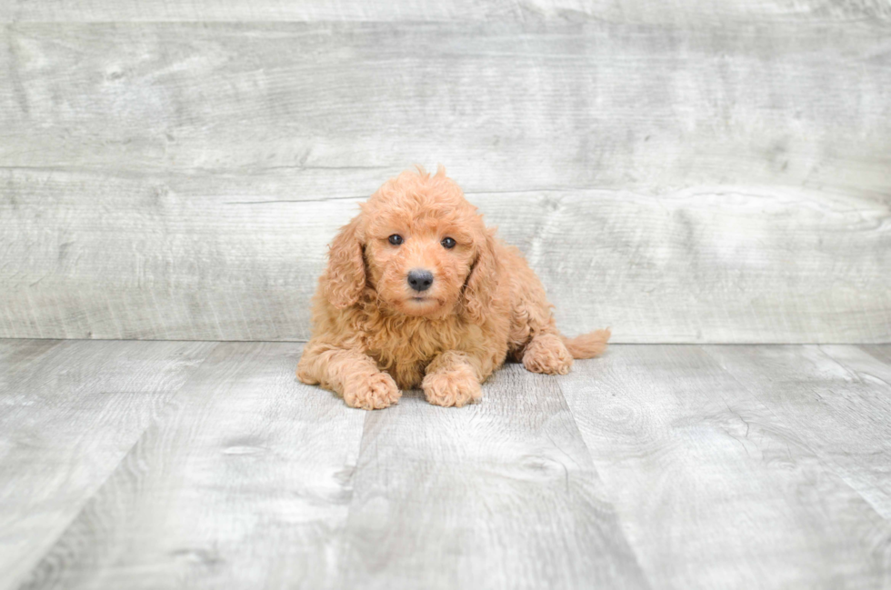 Playful Golden Retriever Poodle Mix Puppy