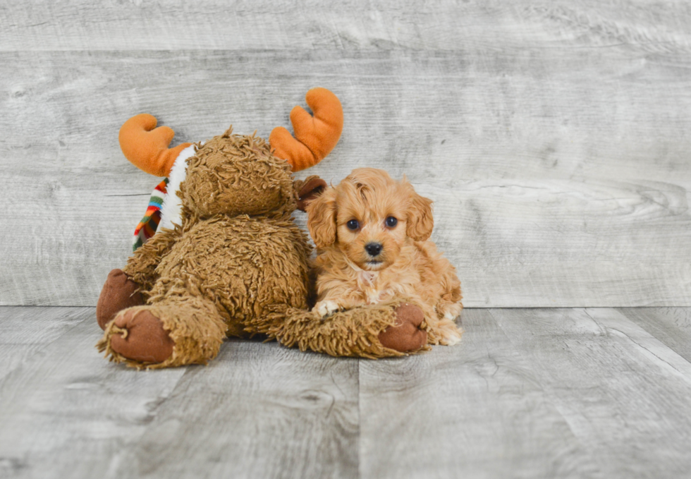 Small Cavapoo Baby