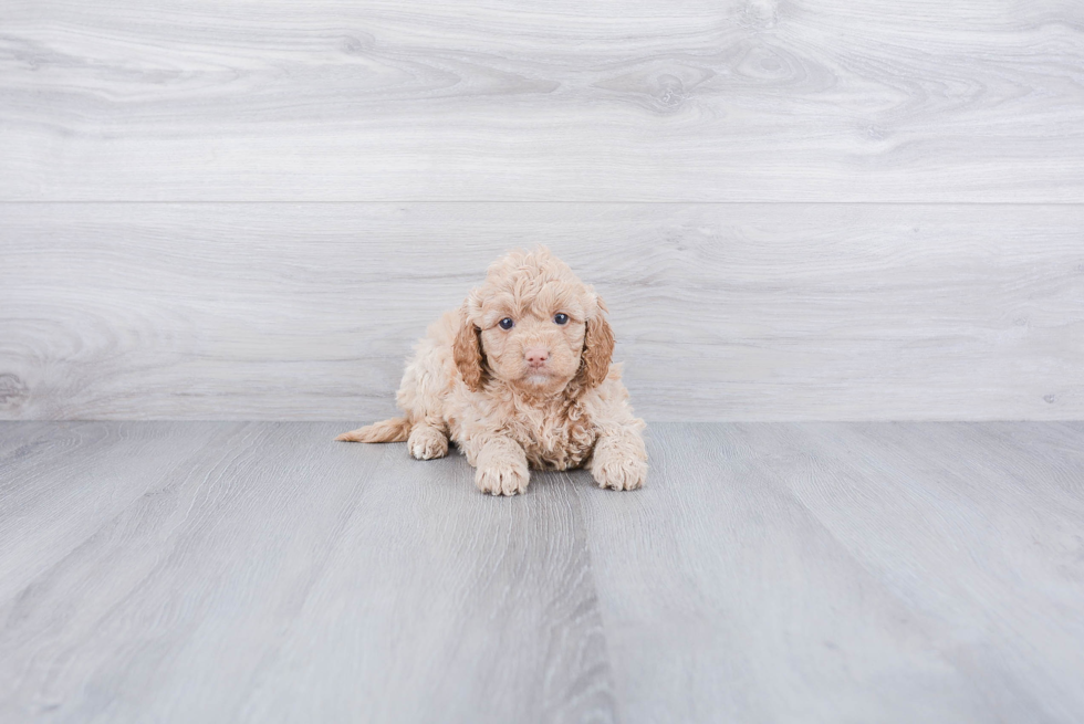 Best Mini Goldendoodle Baby