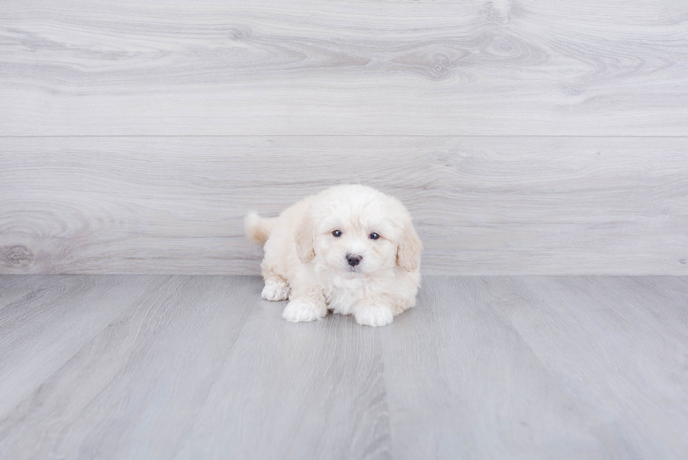 Energetic Mini Berniedoodle Poodle Mix Puppy