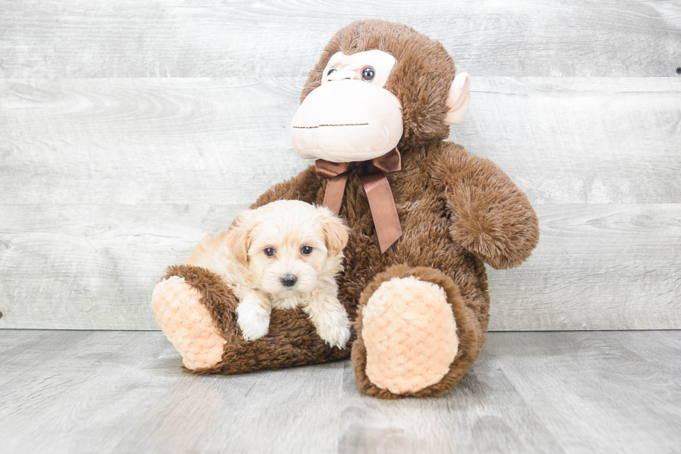 Fluffy Maltipoo Poodle Mix Pup