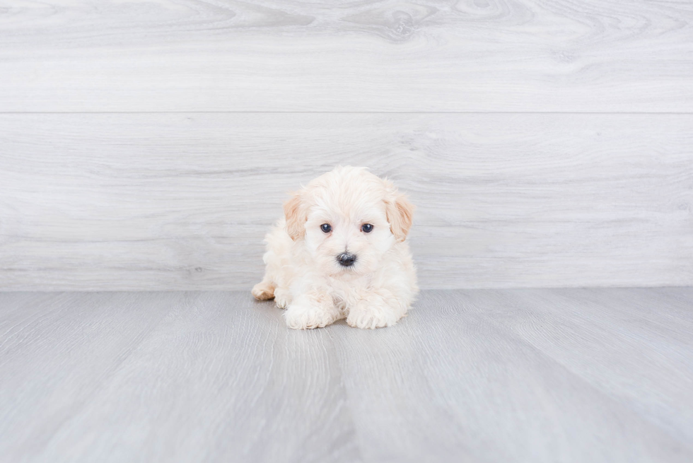 Energetic Maltepoo Poodle Mix Puppy