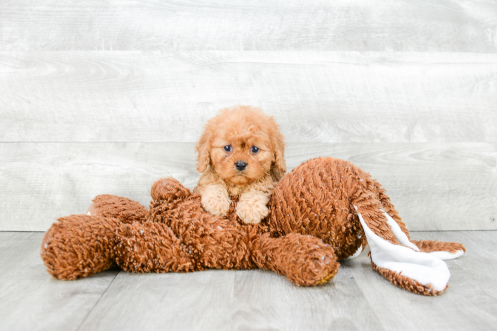 Cavapoo Pup Being Cute