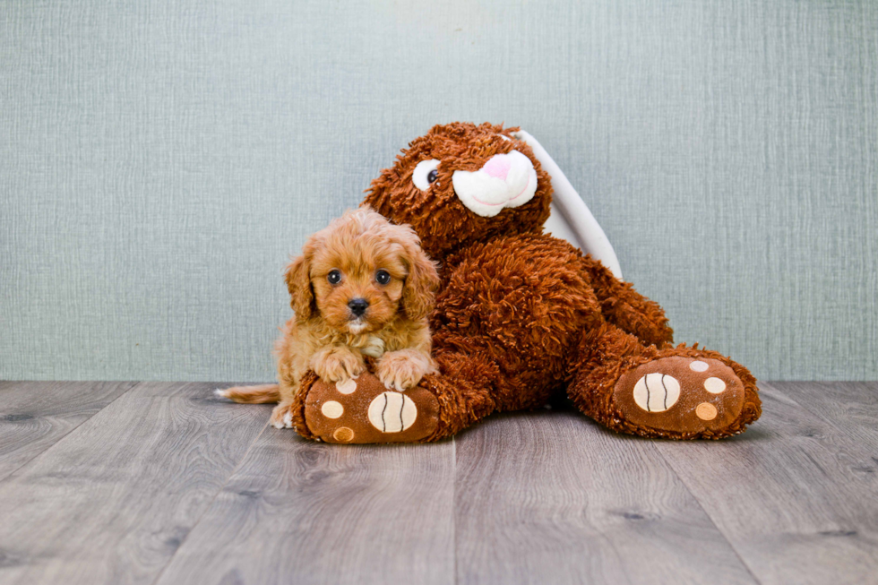 Little Cavoodle Poodle Mix Puppy