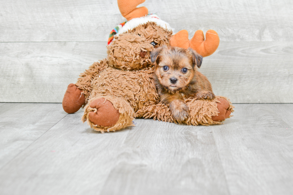 Shorkie Pup Being Cute