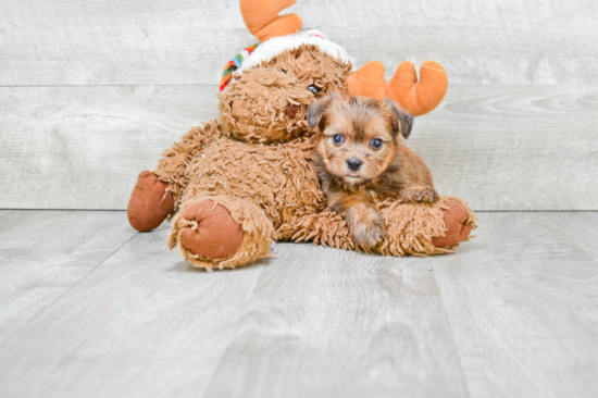 Shorkie Pup Being Cute