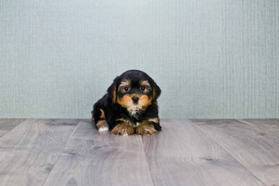 Hypoallergenic Yorkie Designer Puppy