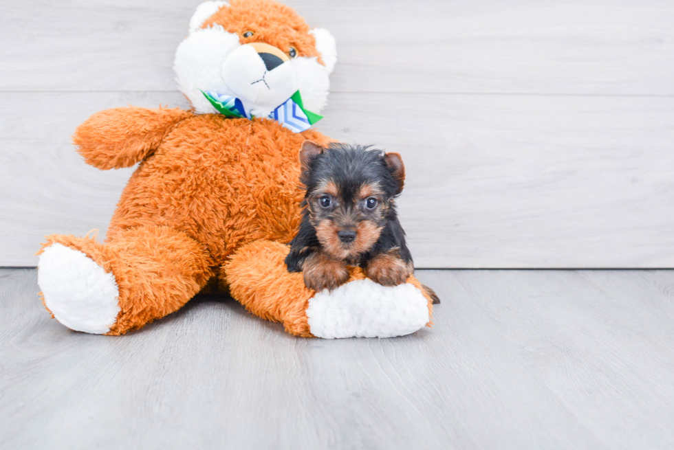 Meet Rascal - our Yorkshire Terrier Puppy Photo 