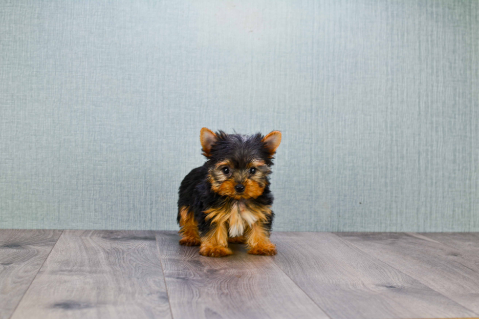 Meet Giselle - our Yorkshire Terrier Puppy Photo 