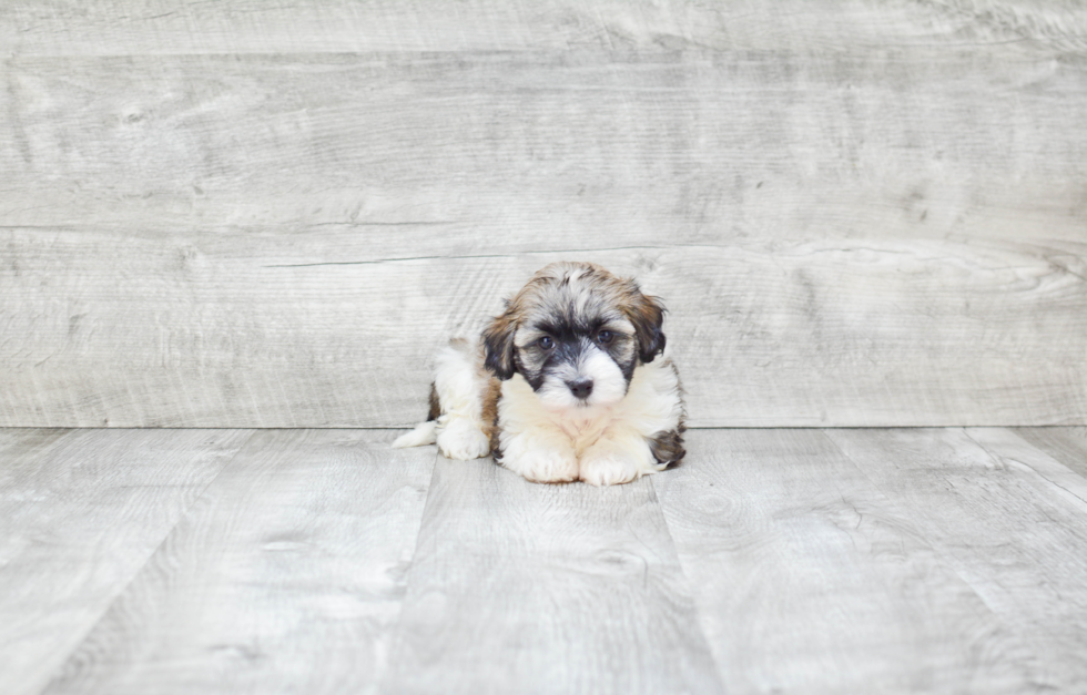 Adorable Havanese Purebred Puppy