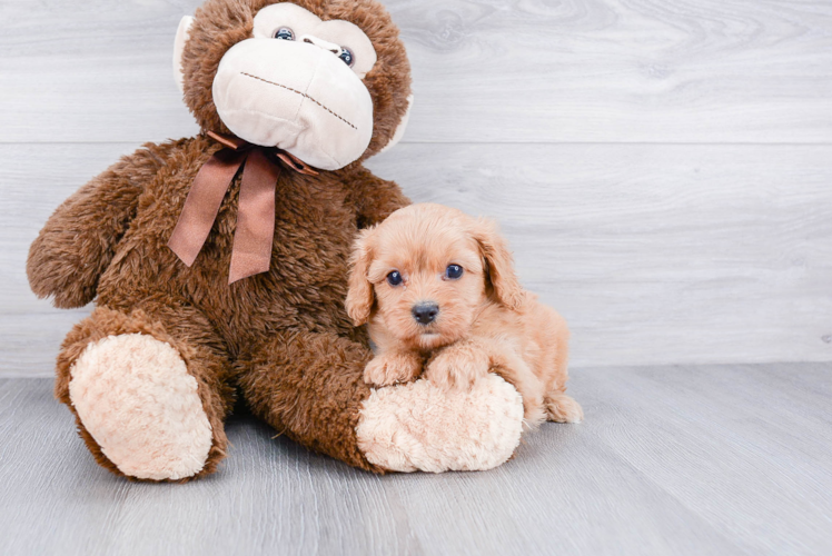 Hypoallergenic Cavoodle Poodle Mix Puppy