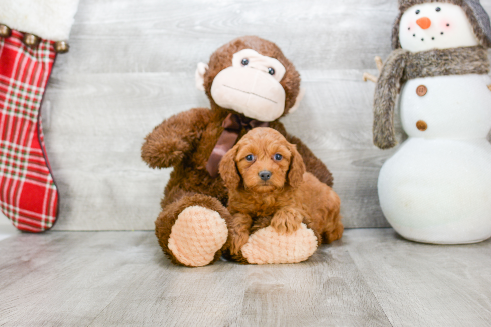 Playful Golden Retriever Poodle Mix Puppy