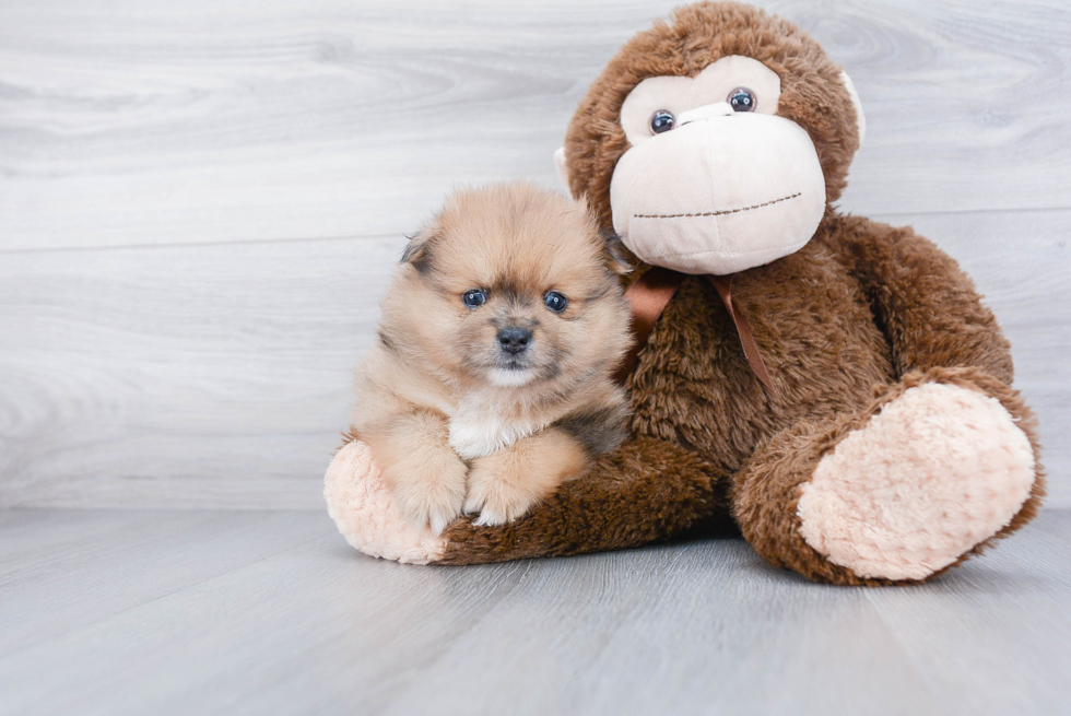 Happy Pomeranian Purebred Puppy