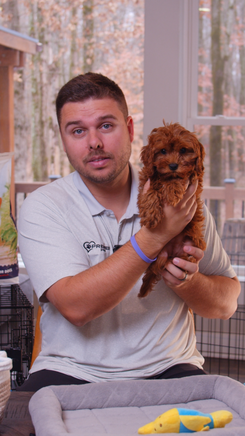 Premier Pups Ever thought about a Cavapoo? Here are three things you should know before you fall in love with one. Trending Video