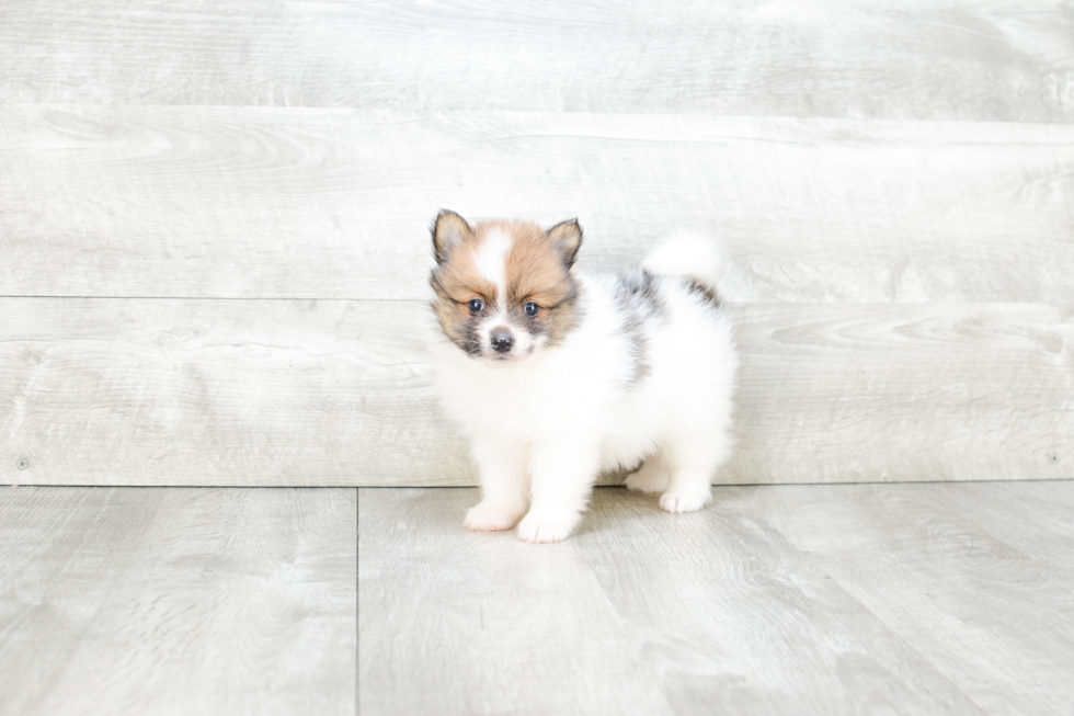 Akc Registered Pomeranian Purebred Pup