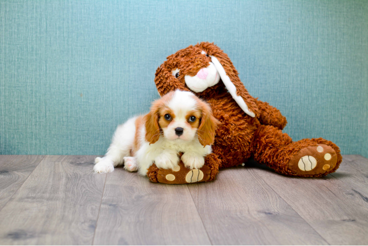 Friendly Cavalier King Charles Spaniel Purebred Pup