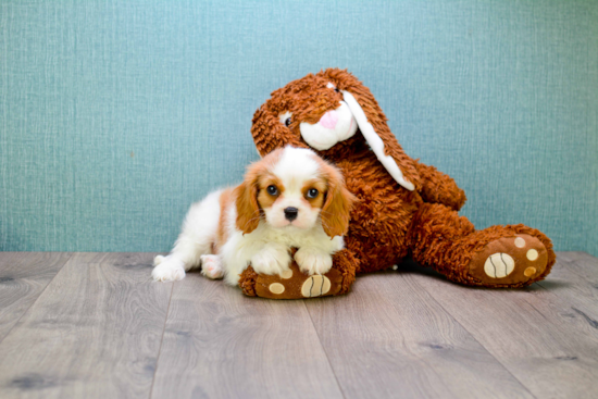 Friendly Cavalier King Charles Spaniel Purebred Pup