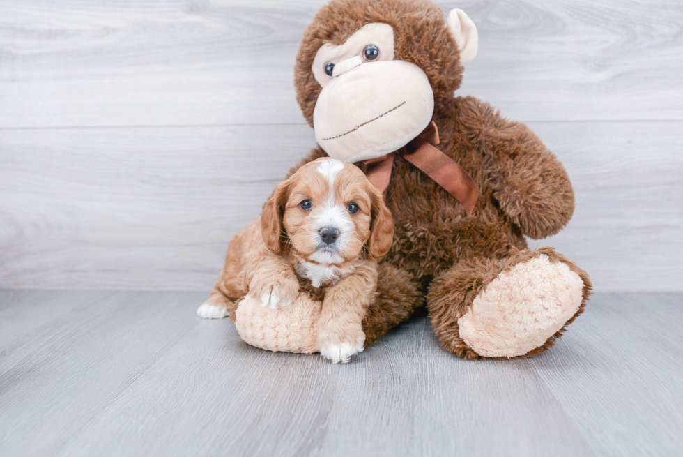 Petite Cavapoo Poodle Mix Pup