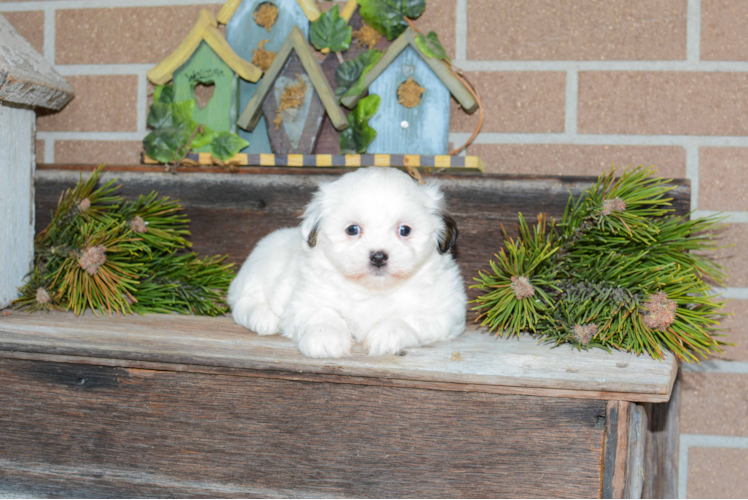 Energetic Shichon Designer Puppy