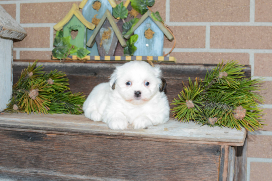 Energetic Shichon Designer Puppy