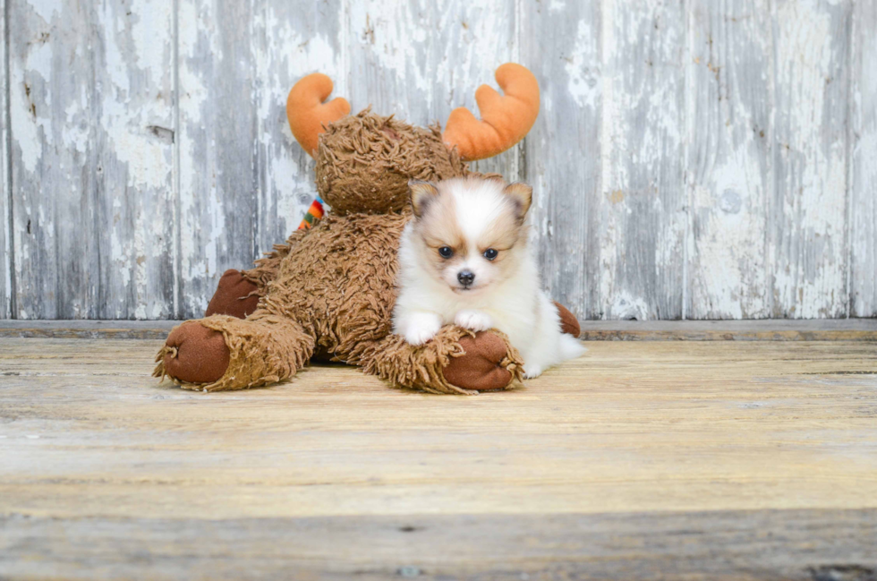 Cute Pomeranian Purebred Puppy