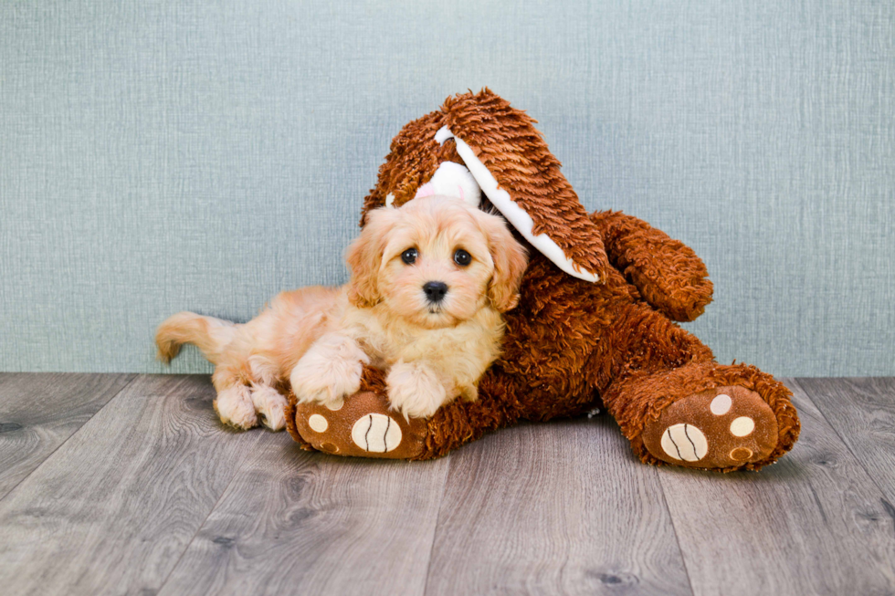 Playful Cavalier Designer Puppy