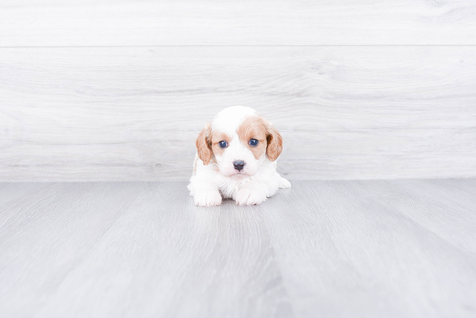 Cavapoo Puppy for Adoption