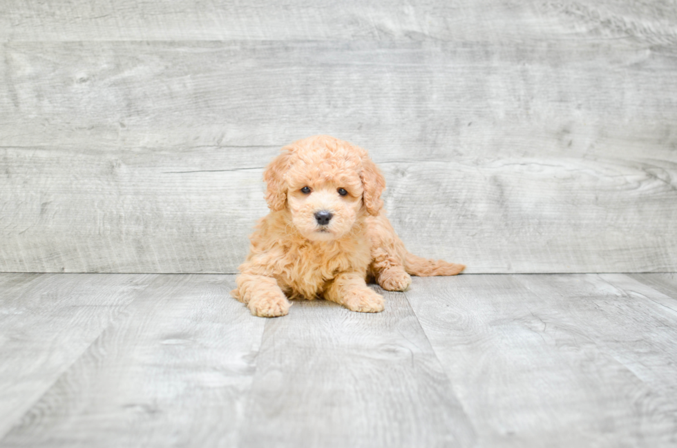 Smart Mini Goldendoodle Poodle Mix Pup